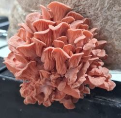 MUSHROOM (מאשרום) חוות גידול פטריות גורמה ומרפא משיקה: סדרת פטריות צדף למאכל בגידול אורגני