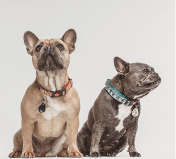 פטנט חדש להרחקת פרעושים מחיות מחמד: 