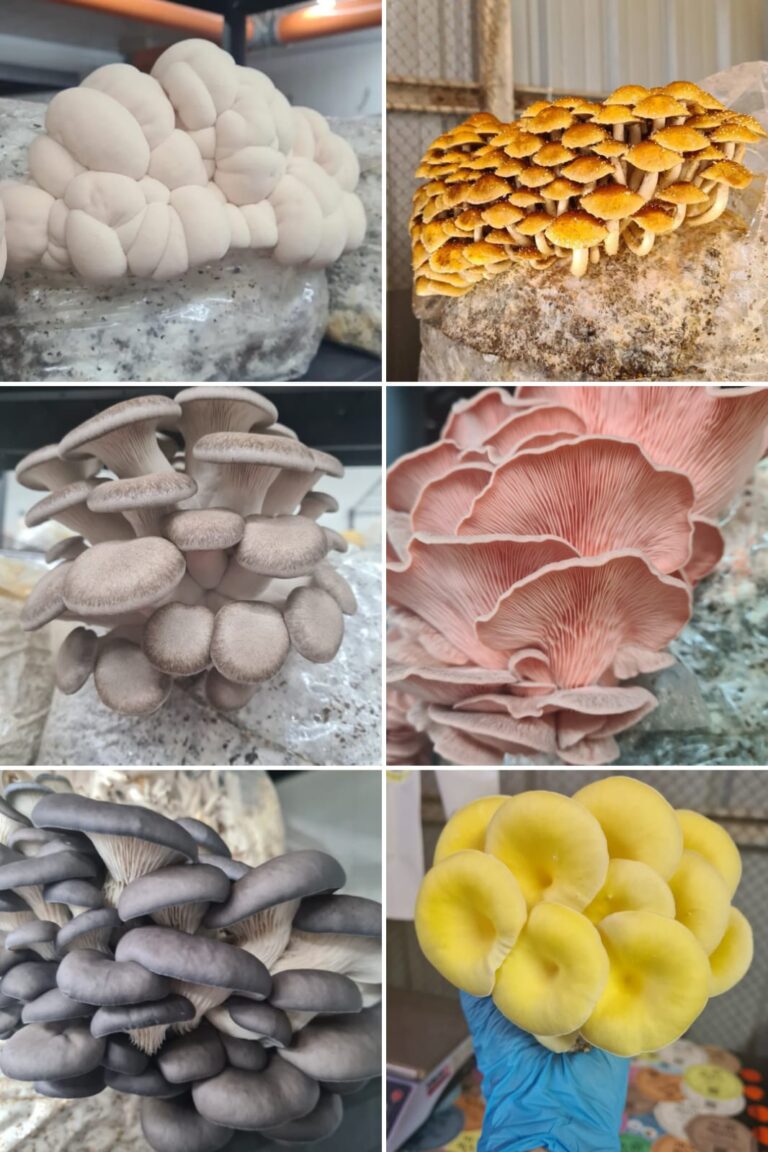 סיורי פטריות חגיגיים בעמק האלה חול המועד סוכות 2025