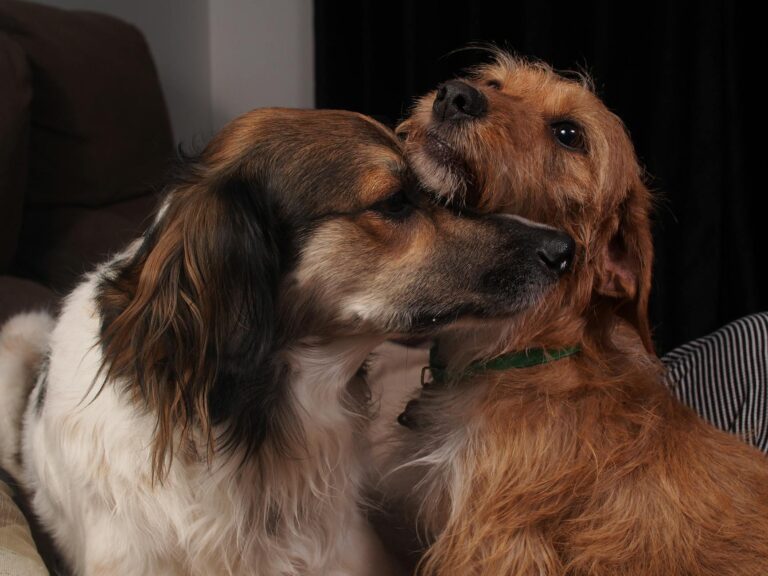דיקור סיני לכלבים: רפואה משלימה לשיפור איכות החיים
